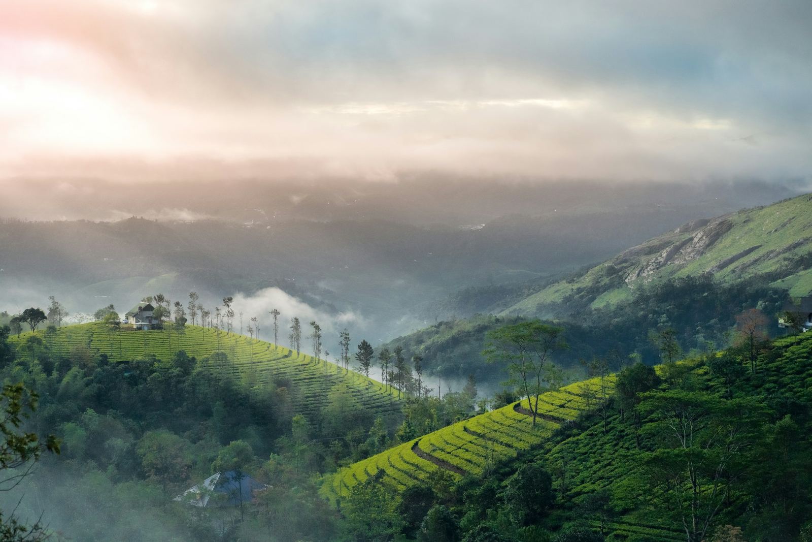 Mist at dawn over plantation hills in the Western Ghats